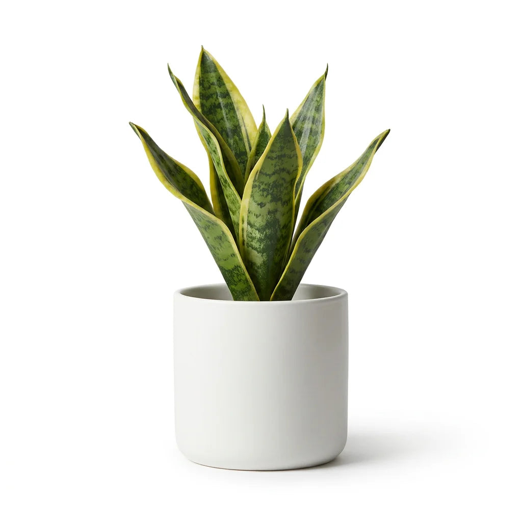 Wholesale Artificial Snake Plant - Artificial Flower Source Factory FauxFlowerHub