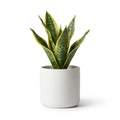 Wholesale Artificial Snake Plant - Artificial Flower Source Factory FauxFlowerHub