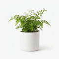 Wholesale Fern In Ceramic Pot - Artificial Flower Source Factory FauxFlowerHub