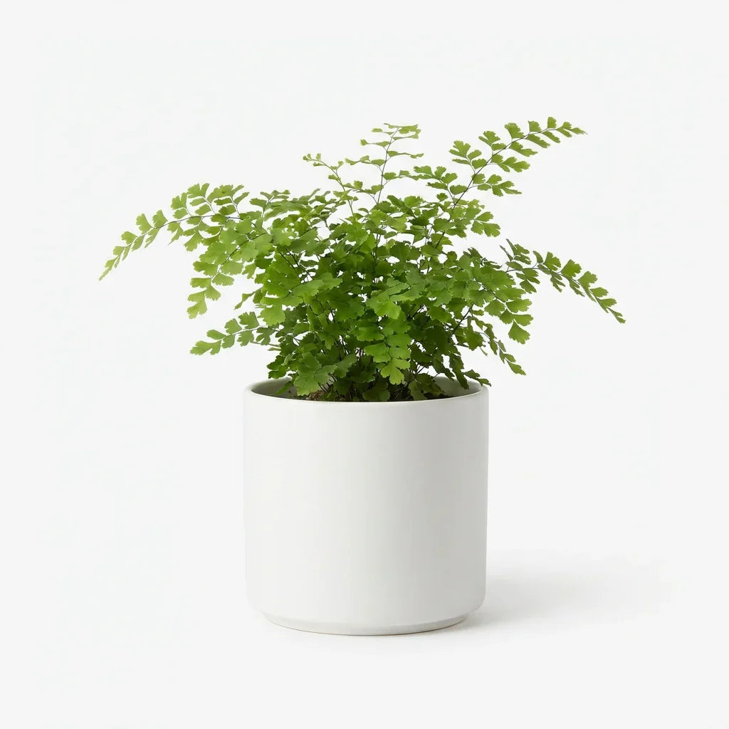 Wholesale Fern In Ceramic Pot - Artificial Flower Source Factory FauxFlowerHub