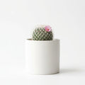 Wholesale Cactus With Flower - Artificial Flower Source Factory FauxFlowerHub