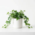 Wholesale Factory Grade Artificial Ivy - Artificial Flower Source Factory FauxFlowerHub