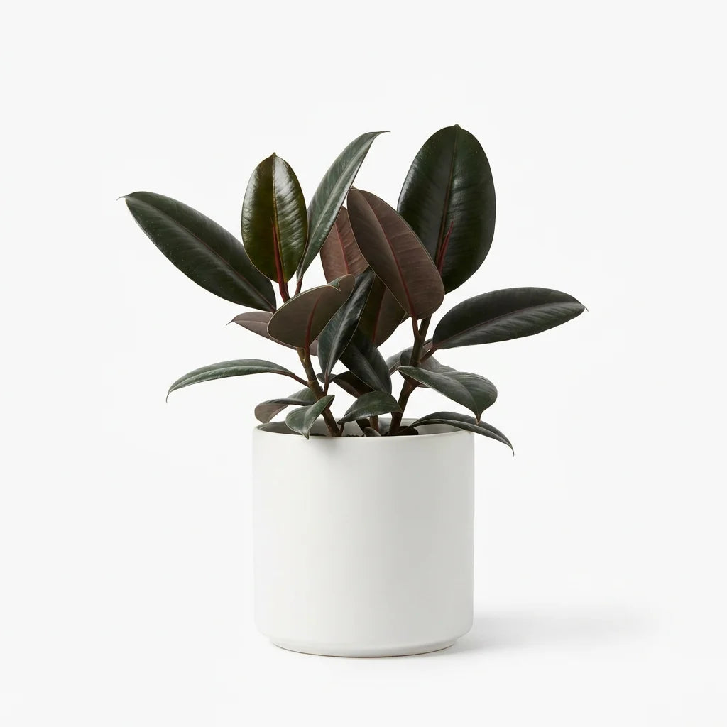 Wholesale Rubber Plant - Artificial Flower Source Factory FauxFlowerHub