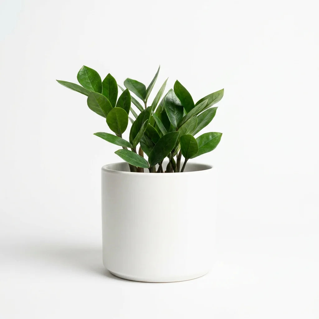 Wholesale Zamioculcas (Zz) Plant - Artificial Flower Source Factory FauxFlowerHub