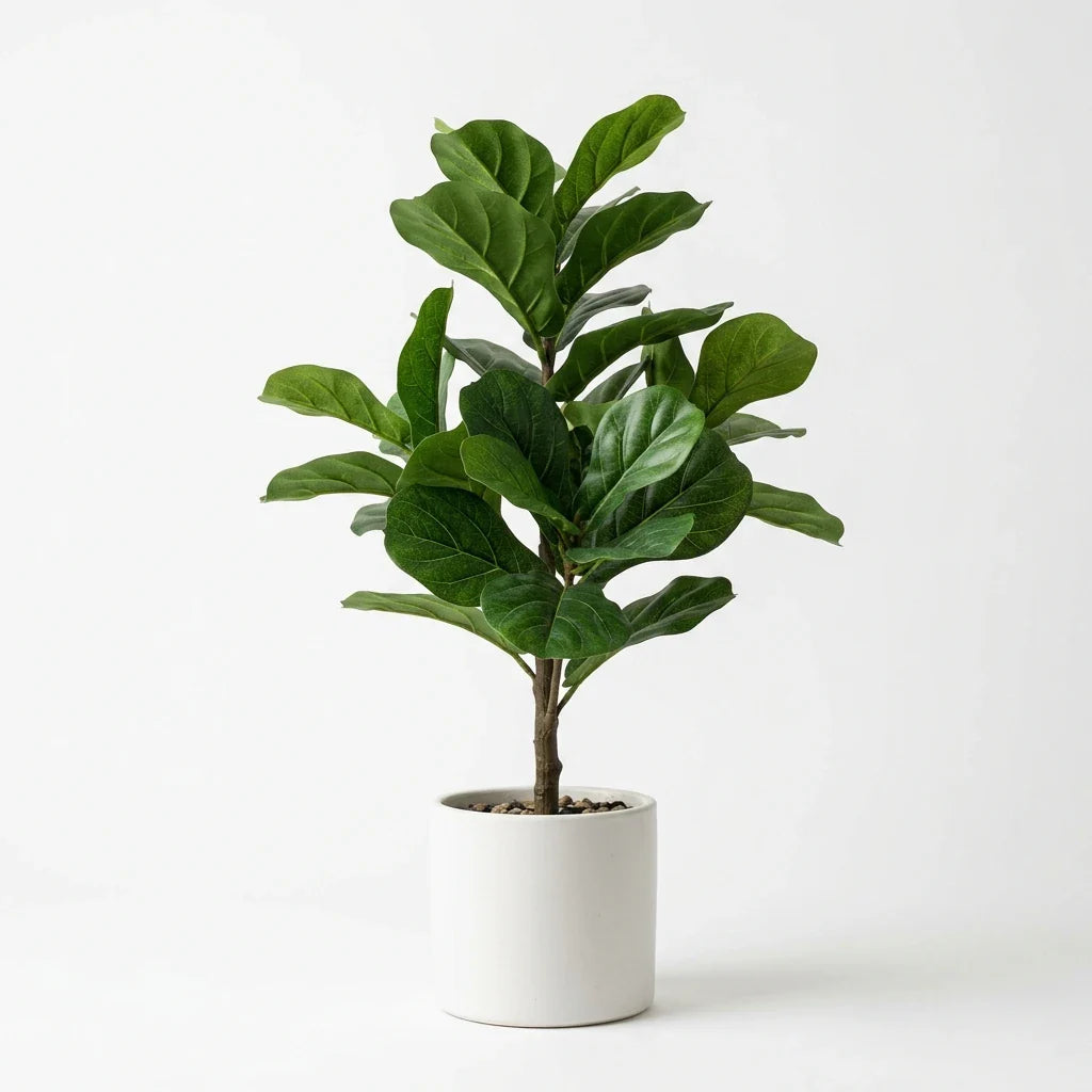 Wholesale Premium Fiddle Leaf Fig - Artificial Flower Source Factory FauxFlowerHub