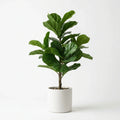 Wholesale Premium Fiddle Leaf Fig - Artificial Flower Source Factory FauxFlowerHub