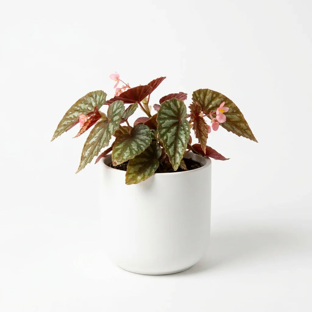 Wholesale Begonia - Artificial Flower Source Factory FauxFlowerHub