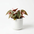 Wholesale Begonia - Artificial Flower Source Factory FauxFlowerHub